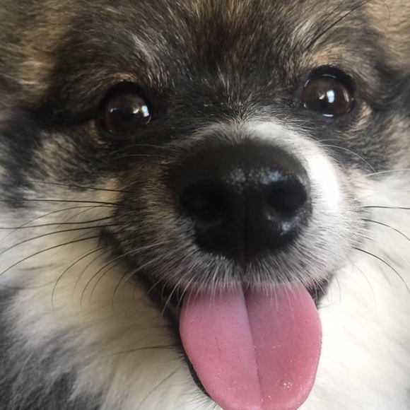 Meet your Posher, Sherry, Scot & Chewy! - Picture 8 of 8